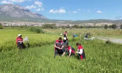 Çorum’da iki yerli çeşit deneniyor