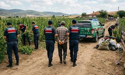 Çorum'da çiftlikte kenevir yetiştiren kişi tutuklandı