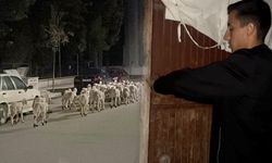 Mahallede 'firari koyun' seferberliği