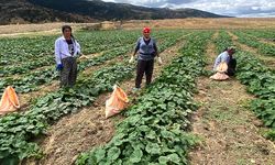 Çorum'un salatalığı ile meşhur köyü