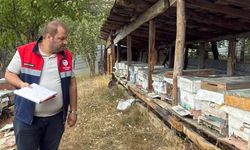 Arı kovanları sayıldı