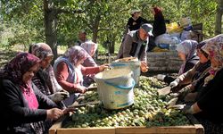 Çorum'da ceviz hasadı başladı