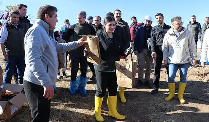 Boğazkale'de fidanlar toprakla buluşturuldu