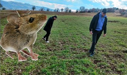 Çorum'un bu ilçesinde tarla faresi ile mücadele ediliyor