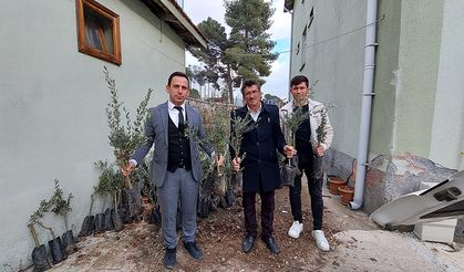 Kargı'da çiftçilere 1400 zeytin fidanı dağıtıldı