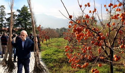 Çorum'da 145 ton cennet hurması yetiştiriliyor