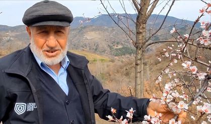 Çorum'da ceviz üreticileri zirai dondan tedirgin