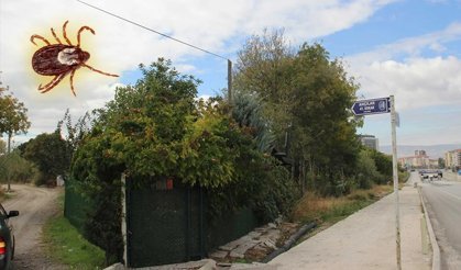 Ahçı Bağları’nda kene şikâyeti