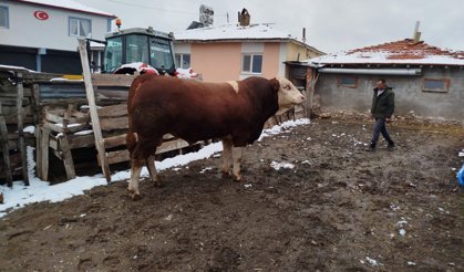 1 tonluk boğa 400 bin liraya satışa sunuldu