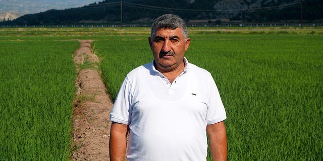Pirinçte marka olan Osmancık'ta çeltik tarlaları yeşile büründü