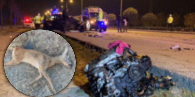 Otomobilin çarptığı Karaca hayatını kaybetti