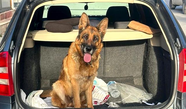 Köpek hırsızları tutuklandı
