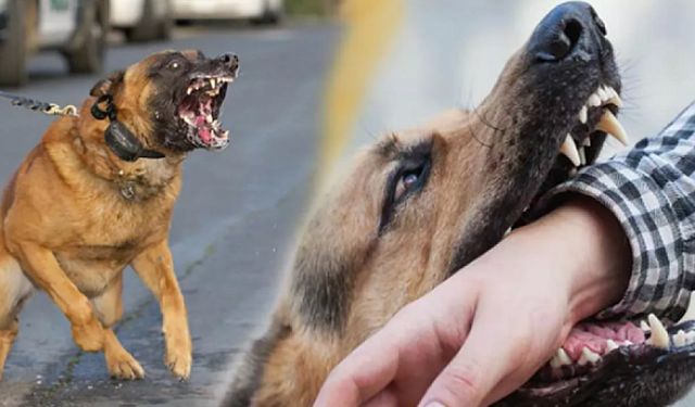 Çorum'da bir kişi köpek saldırısı sonucu yaralandı