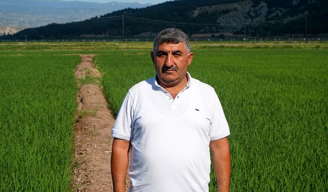 Pirinçte marka olan Osmancık'ta çeltik tarlaları yeşile büründü