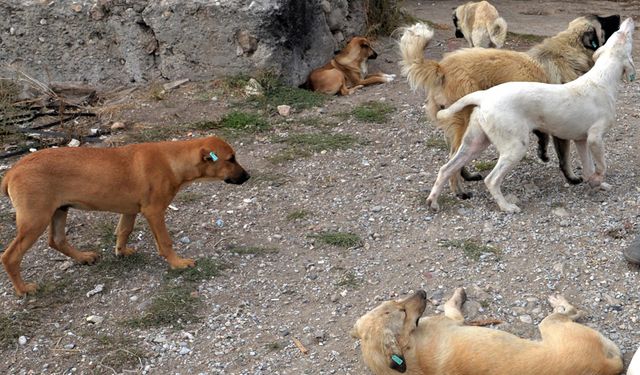Köylerde sahipsiz köpekler kısırlaştırılacak