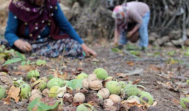 Cevizde rekolte beklentisi düşük