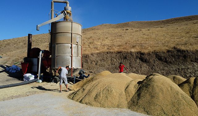 Çorum'un bu ilçesinde 800 ton çeltik üretimi bekleniyor