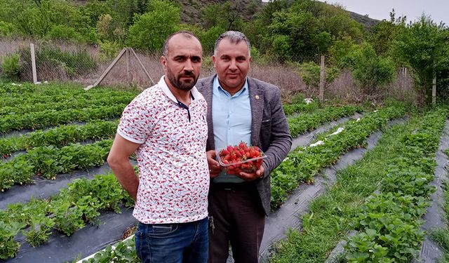 Çorum'un coğrafi işaret tescilli lezzetinde yılın ilk hasadı