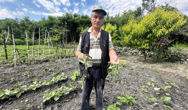 Domuzlar sebze tarlasına zarar verdi