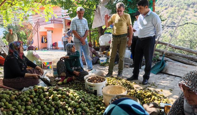 Oğuzlar'da ceviz hasadı başladı