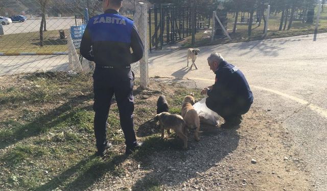 Zabıta ekipleri sokak hayvanlarını besledi