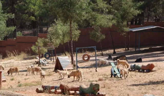 Çorum'da 4 yere kurulacak doğal yaşam alanı için sona gelindi