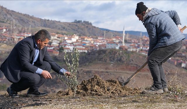 Çorum'un bu köyünde her doğan çocuk için fidan dikiliyor