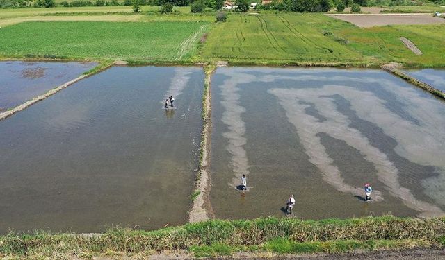 Çeltik arazileri kiraya verilecek