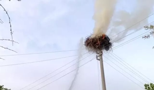 Leylek yuvası yangınla tahrip oldu