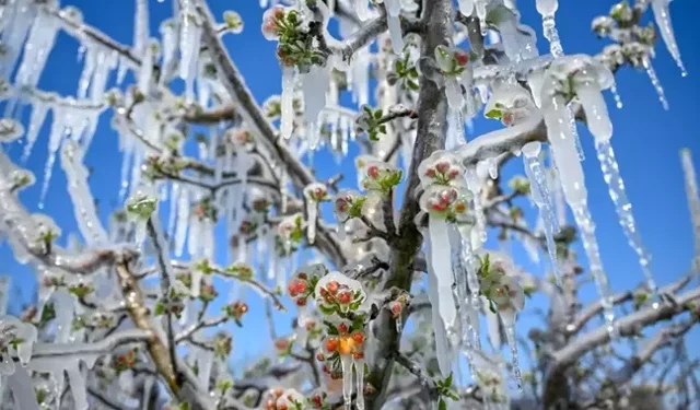 Meteoroloji’den  zirai don uyarısı
