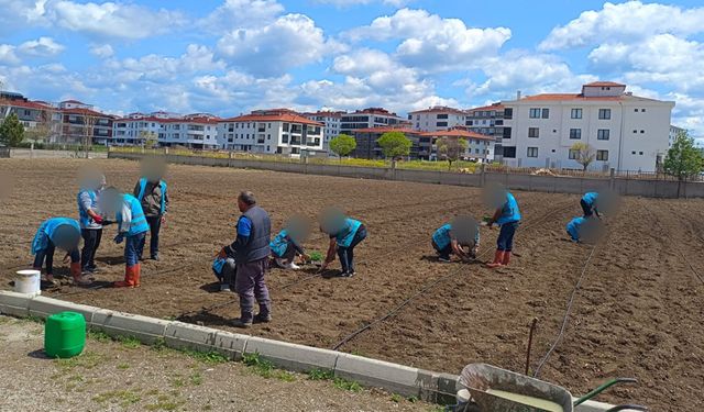 Yeşeren Umutlar Projesinde fideler toprakla buluştu