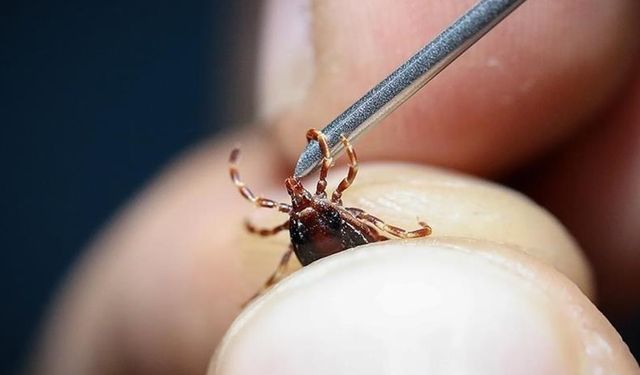 Uzmanından KKKA virüsü  buluşturan kenelere karşı uyarılar