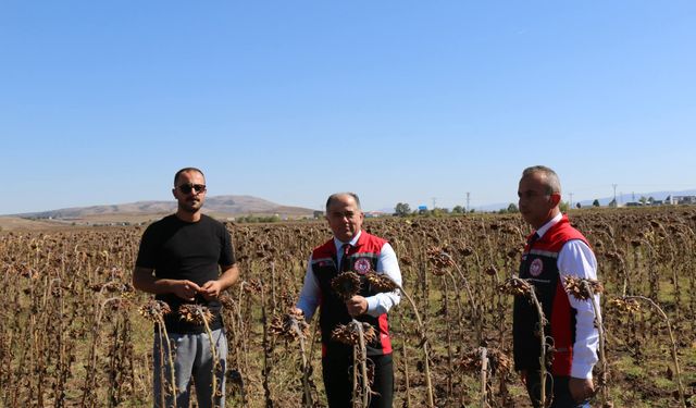 Mecitözü'nde tarla günü
