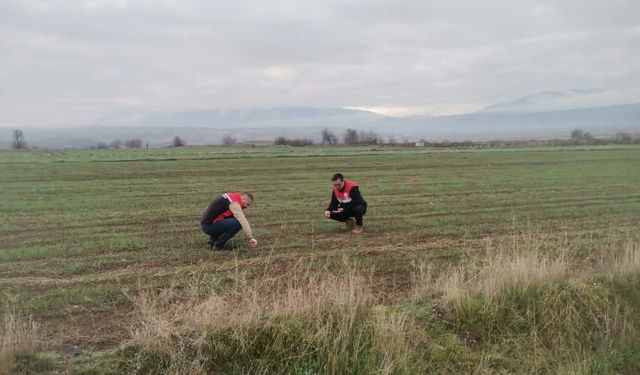 Çorum'da ekim alanlarında fenolojik gözlem yapıldı