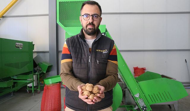 Tokat'tan Çorum'a ceviz gönderiyor