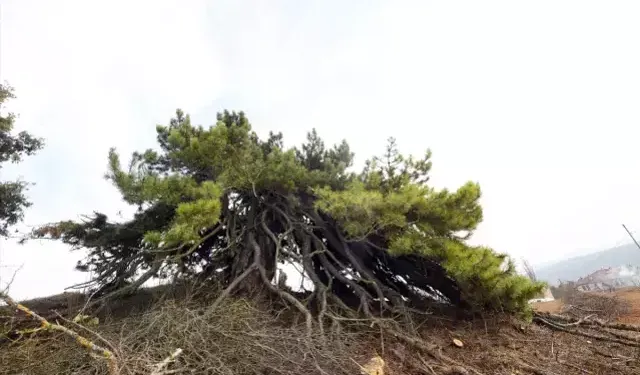 Dışardan bakınca basit bir çalılık! Asırlara meydan okuyor