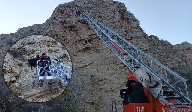 Uçurumda mahsur kalan keçileri itfaiye ekipleri kurtardı