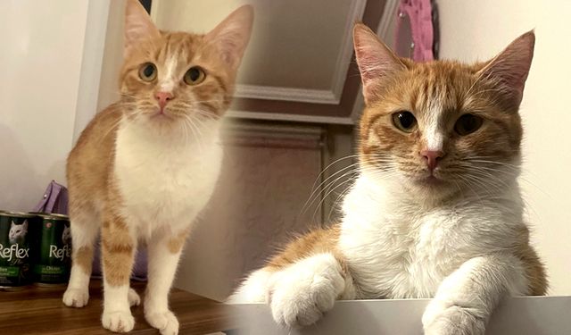 Çorum'da bu kediyi bulana 20 bin TL ödül verilecek