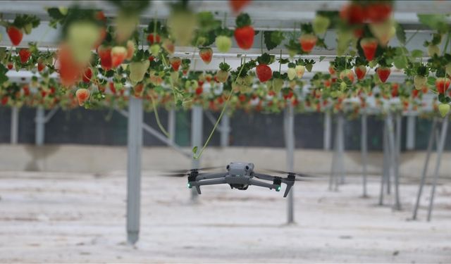 Yapay zeka destekli topraksız serada üretilen çilek 7 ülkeye ihraç edildi