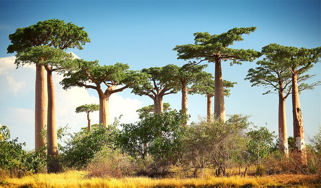 Ağaç satın alınacak