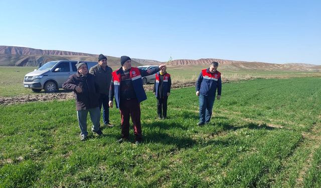 Çorum'da hububat ekili arazide kontrol çalışmaları sürüyor
