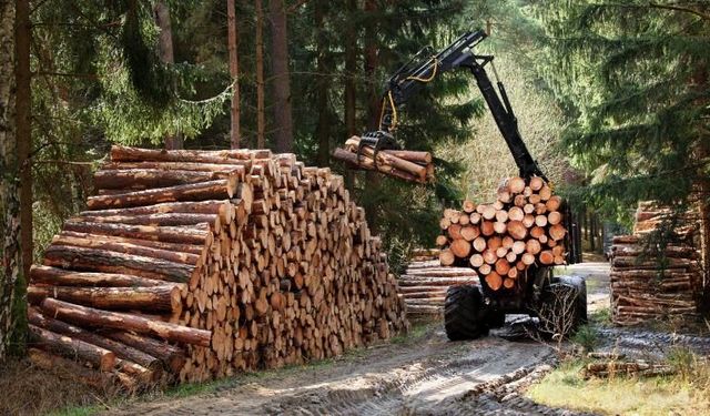 Ormancılık çalışmalarının takibi ve kontrol hizmeti alınacak