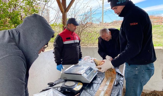 Çorum’da sazan balığının üreme dönemi için bilimsel çalışma