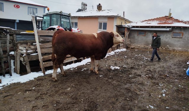 1 tonluk boğa 400 bin liraya satışa sunuldu