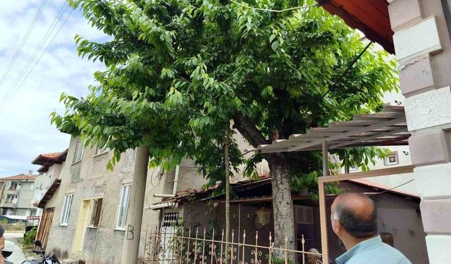 Kiraz ağacına çıktı, demir korkuluklara düşerek öldü