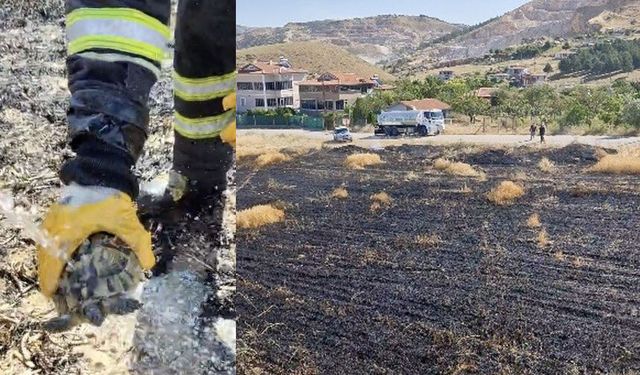 Alevler arasında kalan kaplumbağayı itfaiye ekipleri suyla serinletti