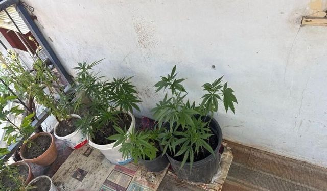 Evinde Hint keneviri yetiştiren şüpheli gözaltına alındı