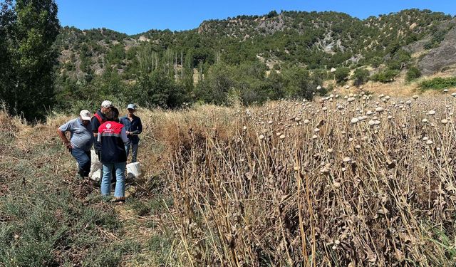 Çorum'un bu ilçesinde haşhaş hasadı başladı