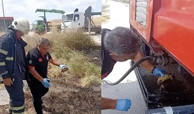 İtfaiye ekipleri yangından kurtardıkları kaplumbağayı suyla serinletti
