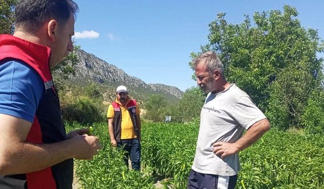 Sebze üretim alanlarında kontroller yapıldı